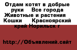 Отдам котят в добрые руки. - Все города Животные и растения » Кошки   . Красноярский край,Норильск г.